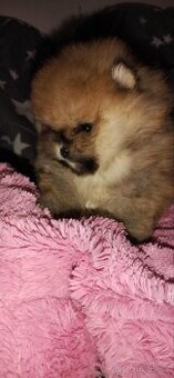 Pomeranian