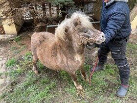 Shetland Pony 65 - 75 cm, lama Alpaka a jiné, JEN VOLAT