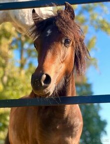 Prodam pony kobylku - 1