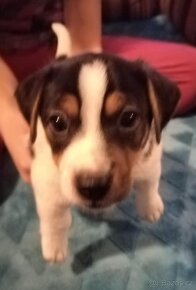 Štěňátko Jack Russell - kluk Pan Kolečko s kolečky na zádech