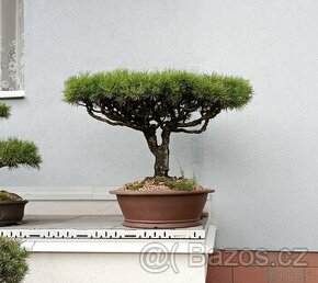 Borovice lesní (Pinus sylvestris) bonsai