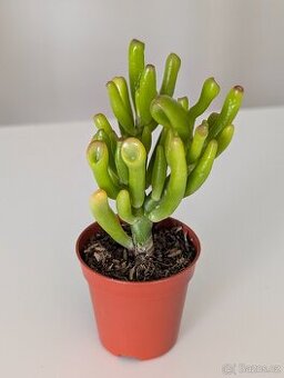 Crassula ovata hobbit Tlustice 'Hobbit'