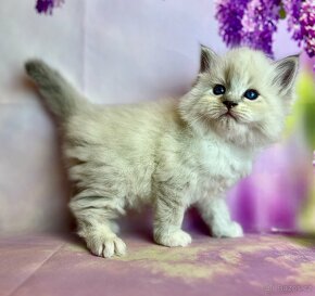 Sibiřská kočka - něvská maškaráda koťátko s PP
