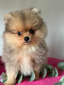 Pomeranian s p.p