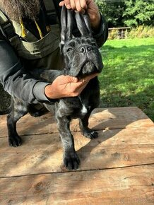 Štěňata Cane Corso - potomci šampiona RKF