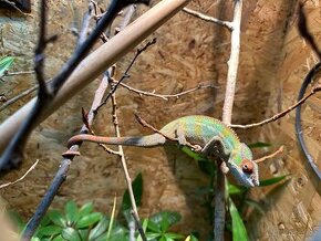 Chameleon Pardálí samec Ambilobe - 1