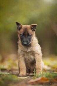 Belgický ovčák malinois