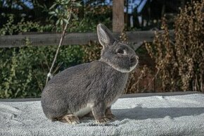 Perlový králík - 1