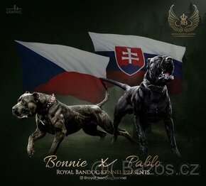 Bandog - 1