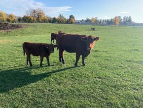 Prodám 2 jalovice Aberdeen angus AA