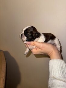 Shih-tzu s PP, Shi tzu, Shih tzu, si tzu, si cu