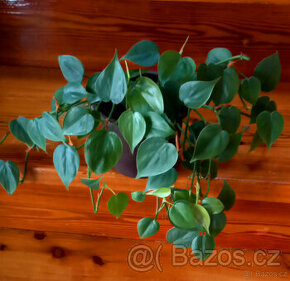 Philodendron scandens