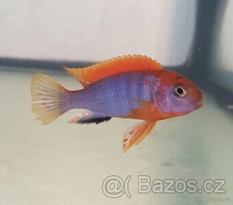 prodám skupinu Labidochromis hongi - 1