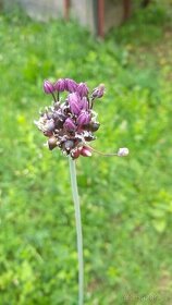 Česnek kýlnatý - Allium carinatum 20 cibulek