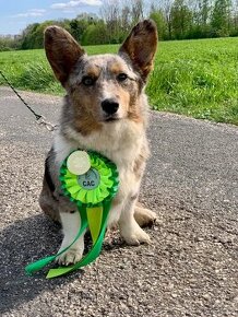 Welsh Corgi cardigan fenka s PP