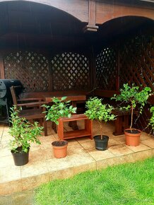 Fuchsie, balkonové rostliny,stromkové Fuchsie keře,stromky - 1