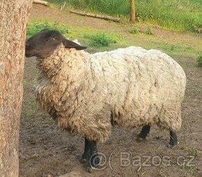 Ovce suffolk - 1