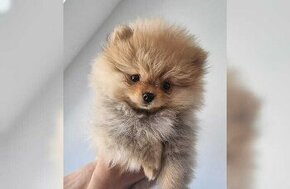 Pomeranian