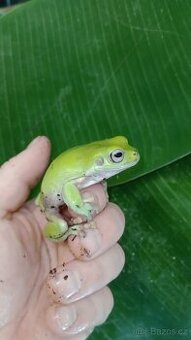 Rosnice siná (Litoria caerulea)