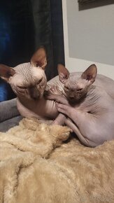 Vanoční Sphynx koťátka