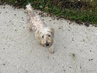 Irish wheaton terrier