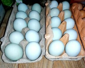 Násadová vejce Cream Legbar