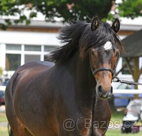 Luxusní klisna welsh pony, třeba jako 3v1