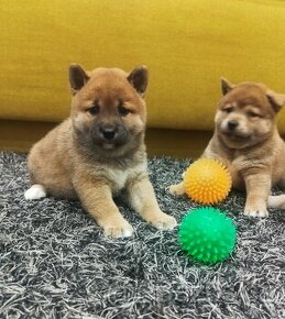 Shiba  inu