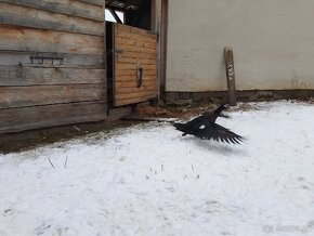 Prodám Černé kachny, Káčer - pižmová černá i do chovu