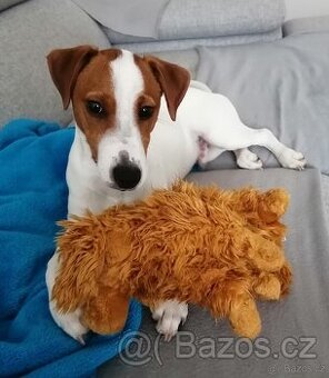 Jack Russell teriér