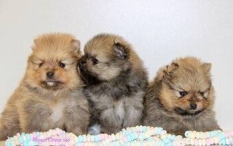 Pomeranian mini velikost s PP FCI