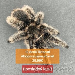 Sklípkani, Tarantule, Pavúky, Vtáčkare