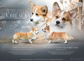 Welsh corgi pembroke s PP