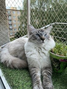 Ragdoll krytí - zbarvení lynx