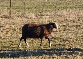 Plemenný beran Zwartbles 2024