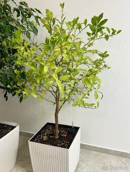 LIMEQUÁT STROM 120 cm limetkovník citrus