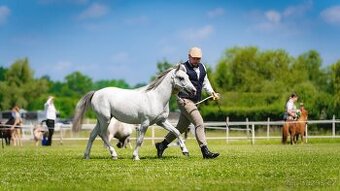 Welsh mountain Pony