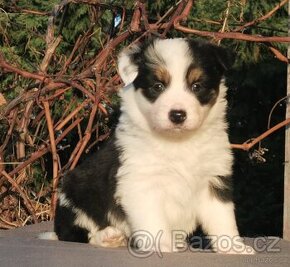 Border Collie, kolia - 1