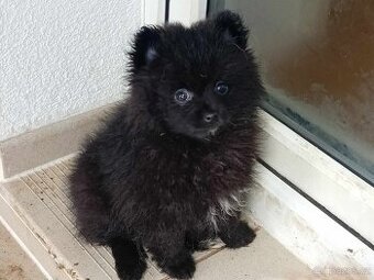 Černo bílá fenečka - Pomeranian mini Boo - 1