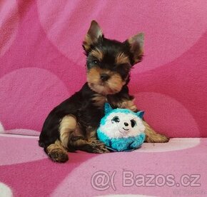 Jorkšírský teriér - yorkshire terrier - Štěňátka s PP FCI