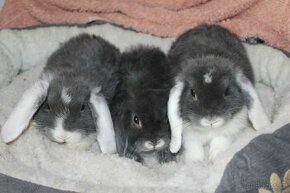 Zakrslí králíčci-mláďata-beránci - 1
