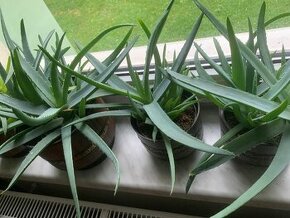 Aloe vera