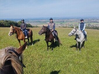 Docházka ke koním - výpomoc, ježdění, turistika