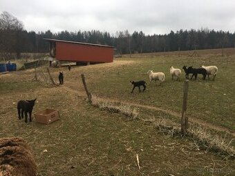 Prodám jehňata zwarbles a sufolk x charolais