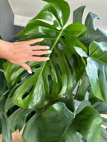 Monstera - 1