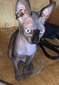 sphynx