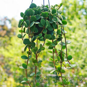 Pepřinec - peperomia hope - pokojová rostlina