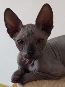 Kanadský sphynx