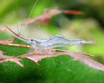 Akvarijni krevetky - Caridina gracilirostris
(Pinokio) - 1