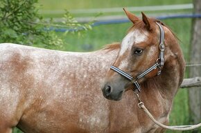 Dvouletá Appaloosa klisna na prodej